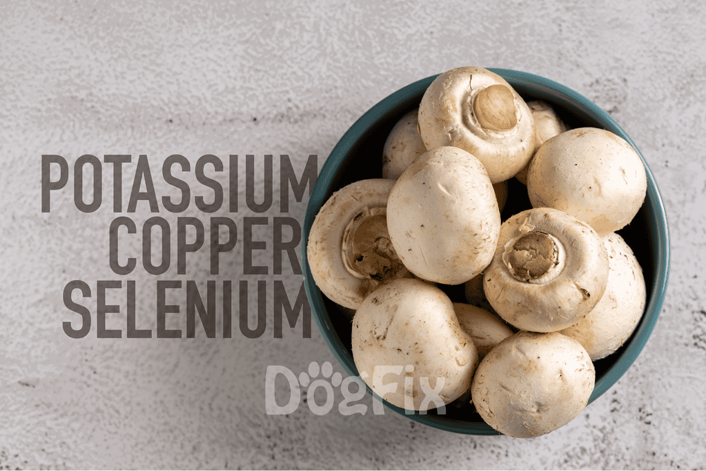 Fresh white mushrooms in a blue bowl, emphasizing nutritious, dog-safe ingredients for canine health.