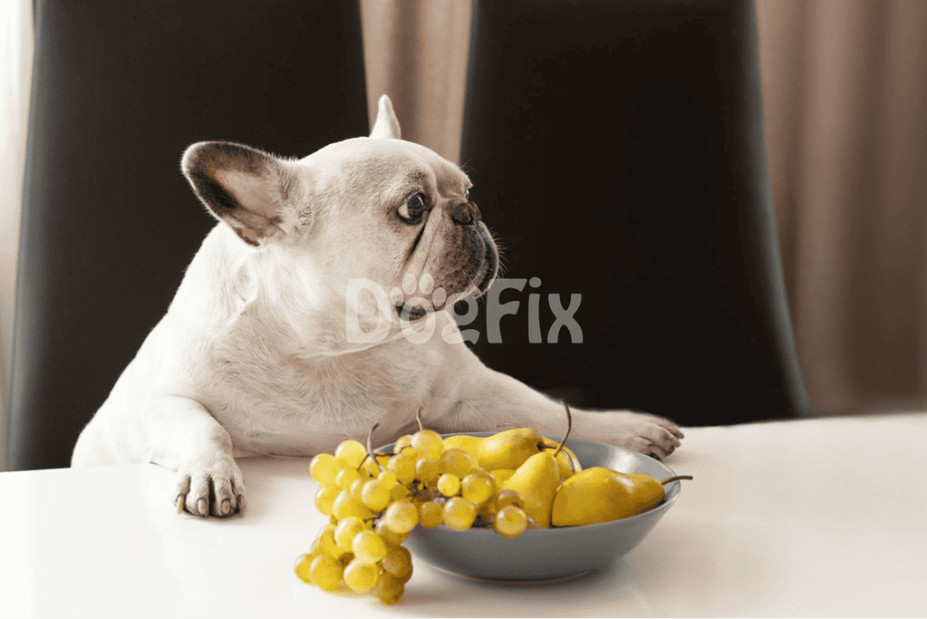 Dogfix.com - Healthy dog food and nutrition solutions.