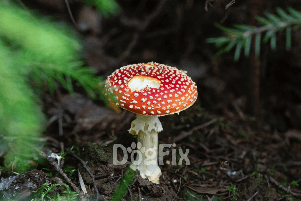A red mushroom with white spots growing on forest floor surrounded by green leaves and dirt.