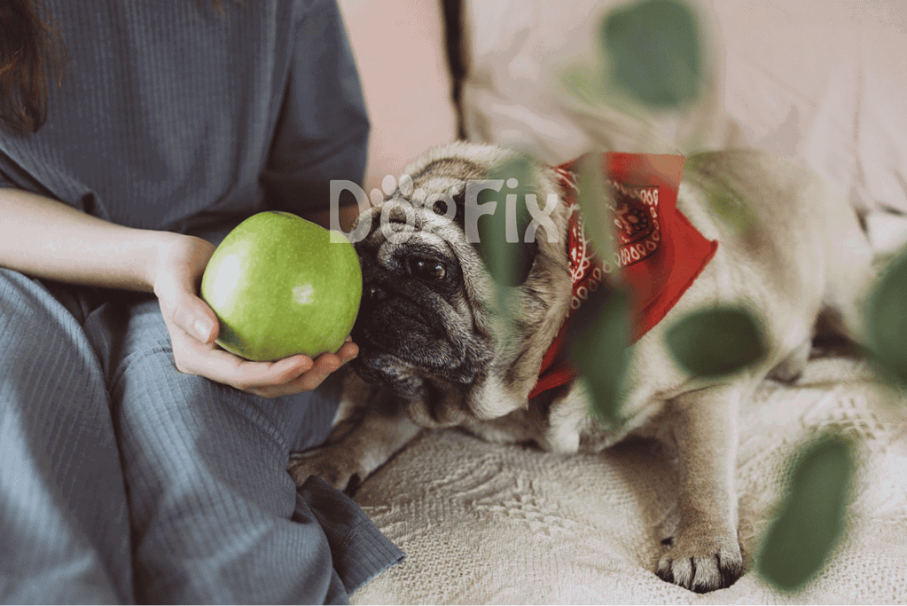 A pug wearing a red bandana chewing on a green apple in a cozy living room setting.
