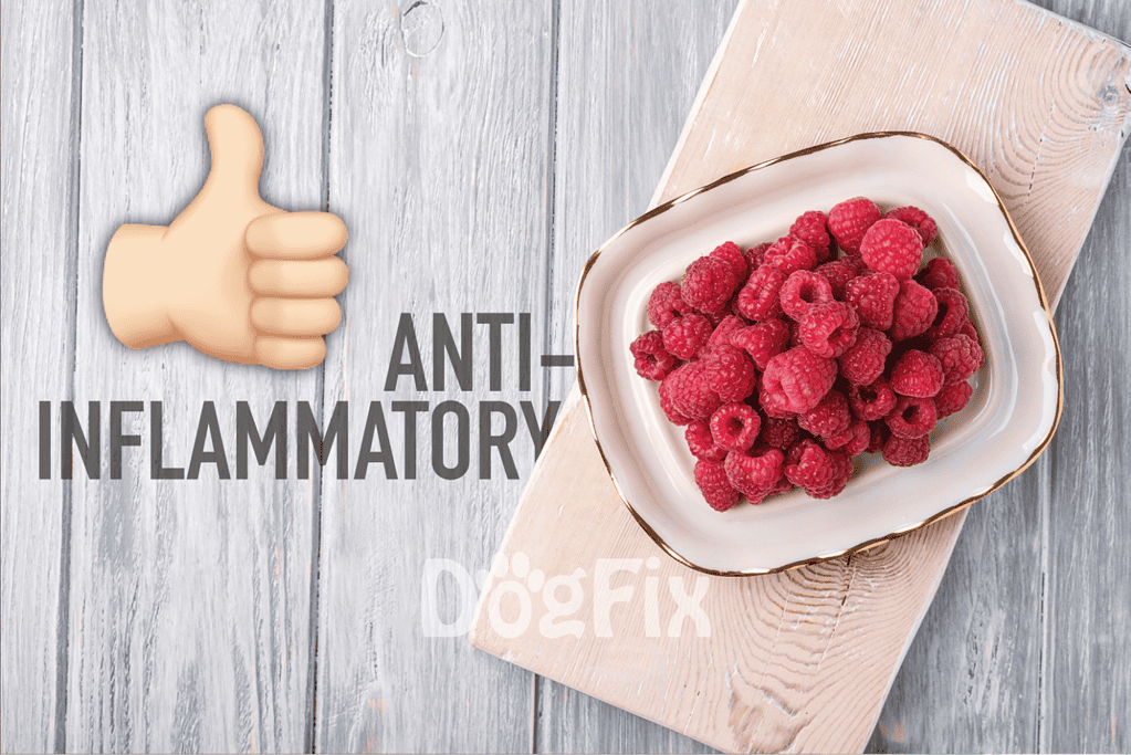 Dog friendly anti-inflammatory food options for dogs.