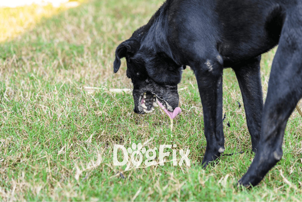 Dog licking grass in a field for healthy digestion and outdoor fun.