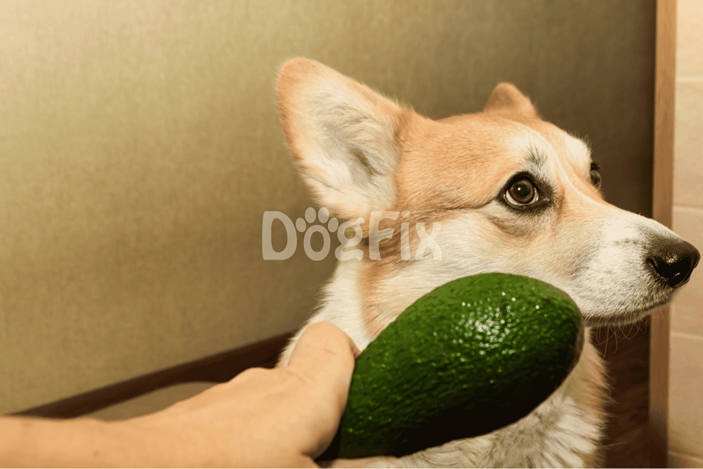 Close-up of a dog holding a fresh avocado in its mouth.