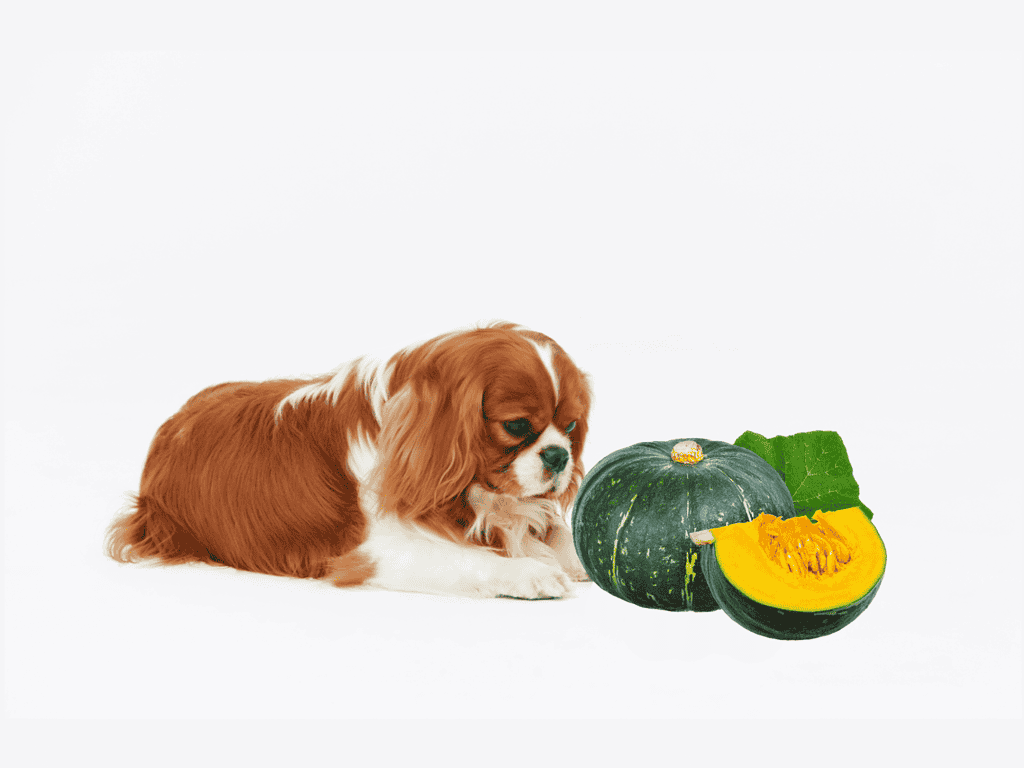 Adorable puppy with pumpkin vegetable, healthy pet treat.