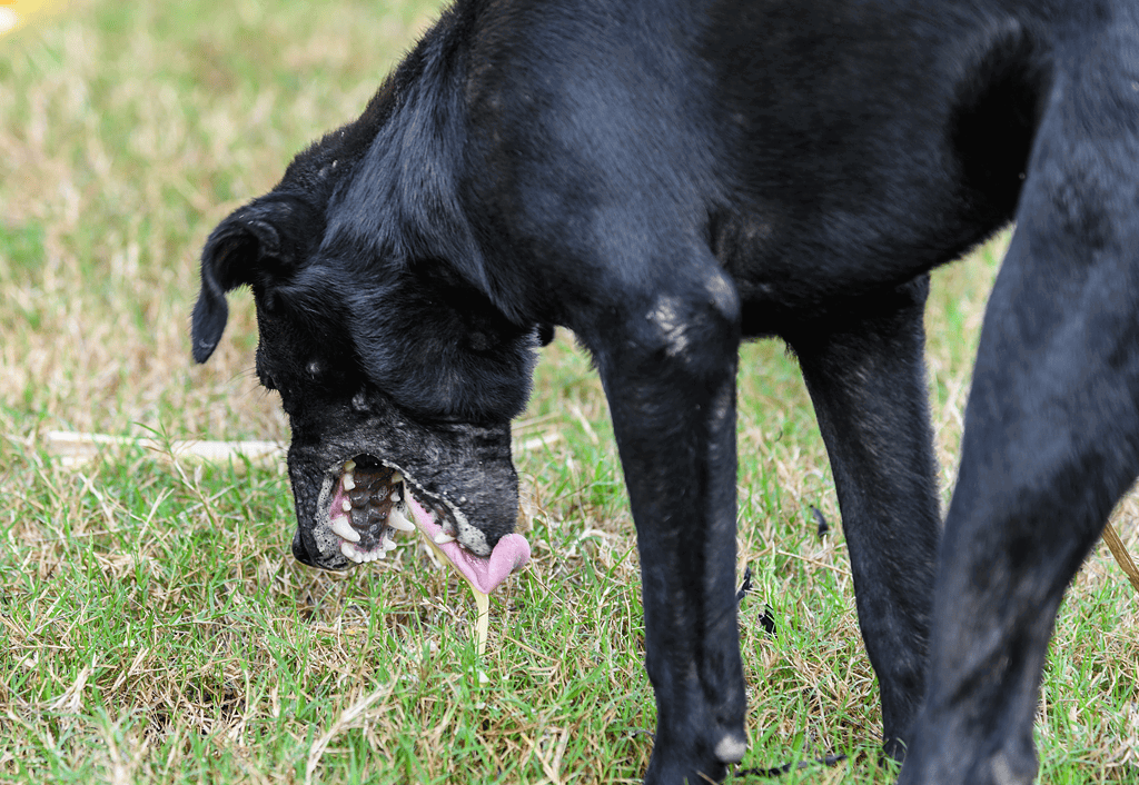 Dogfix.com, pet care, dog health and wellness, outdoor activity, healthy lifestyle for dogs.