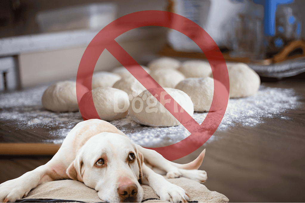 Dog lying on the floor with dough and flour, indicating food ban.