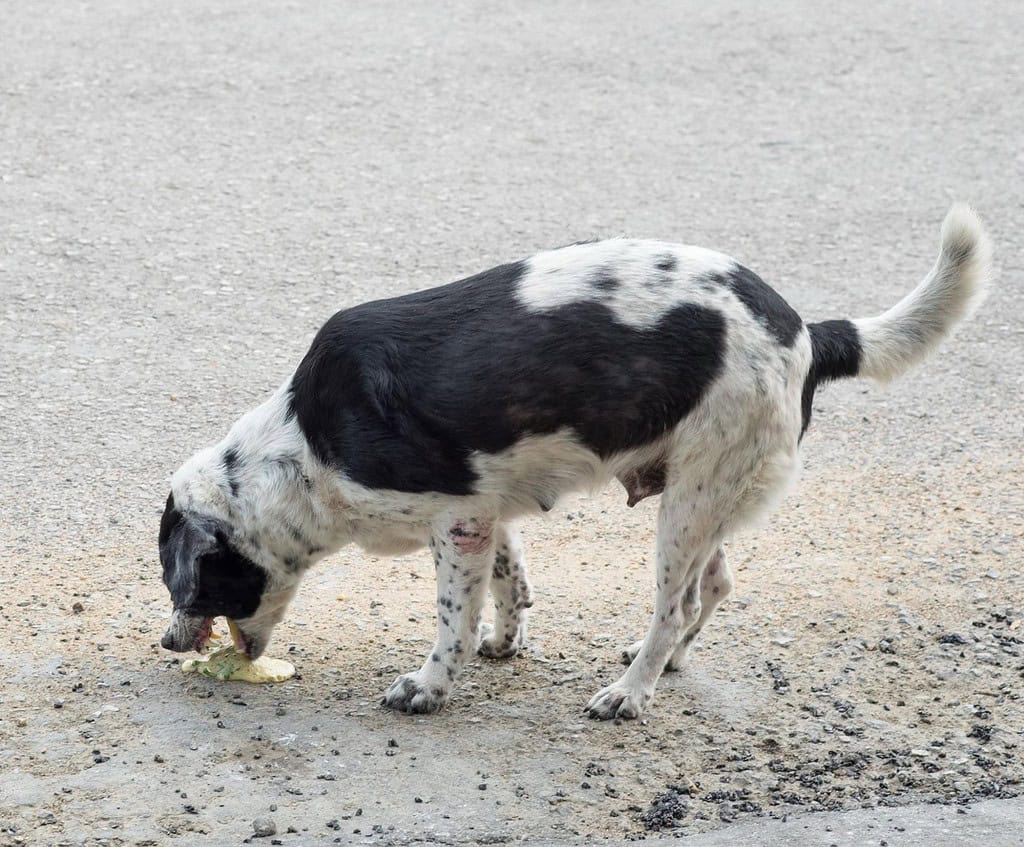 Dog playing fetch with frisbee on a gravel surface.