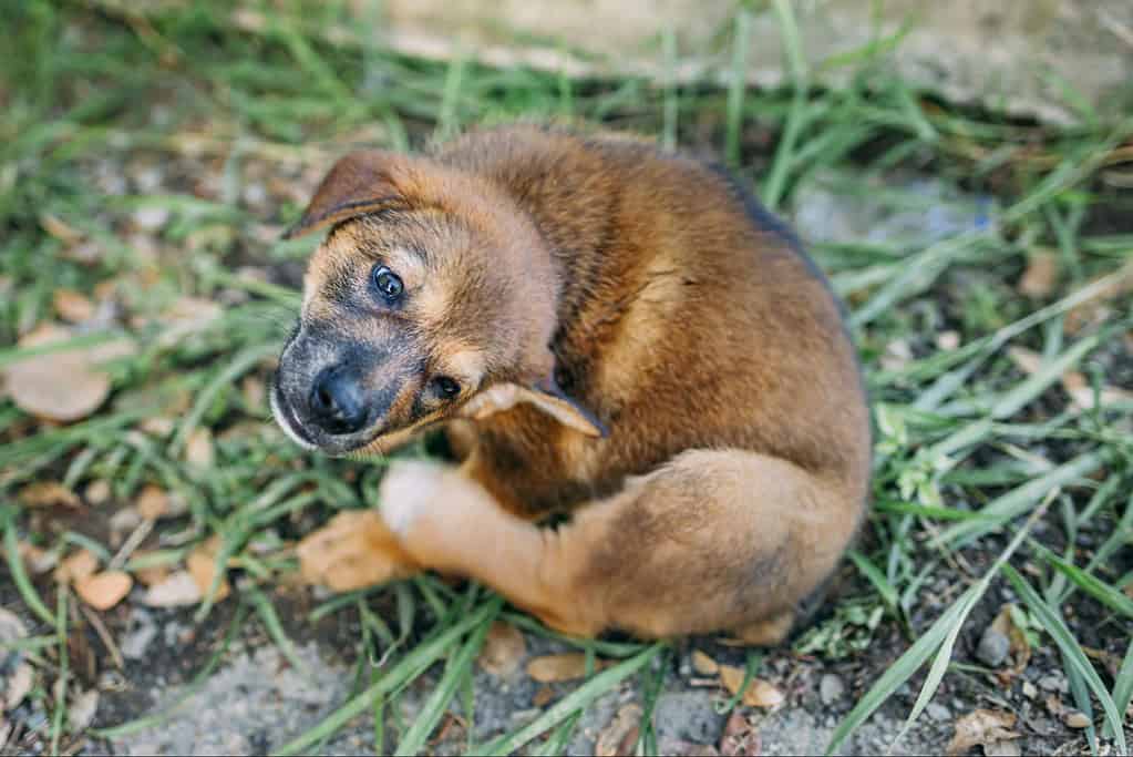 Adorable brown puppy lying among grass and leaves in a backyard.
