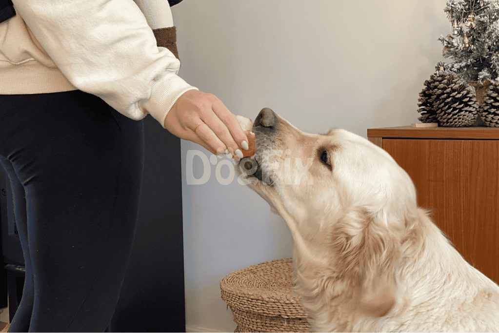 Close-up of a person offering a treat to a golden retriever dog indoors.