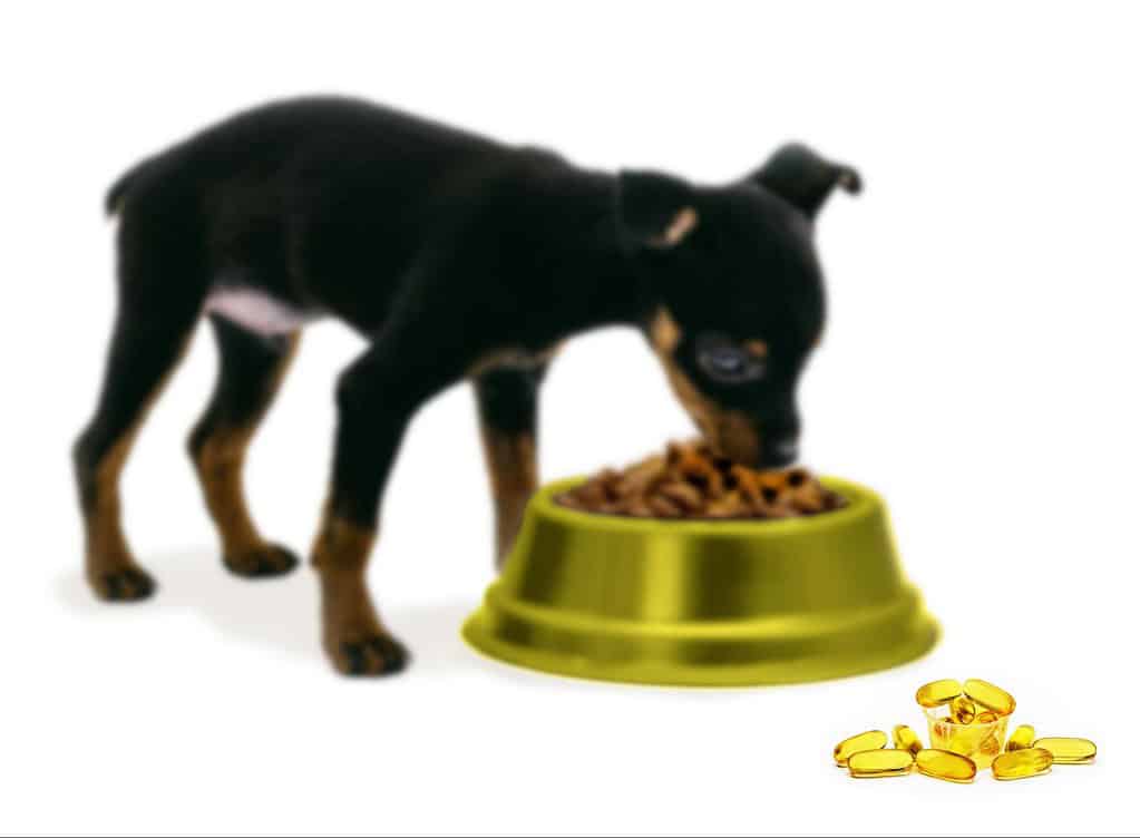 Puppy eating nutritious dog food, emphasizing supplements like omega-3 capsules and vitamins for health.
