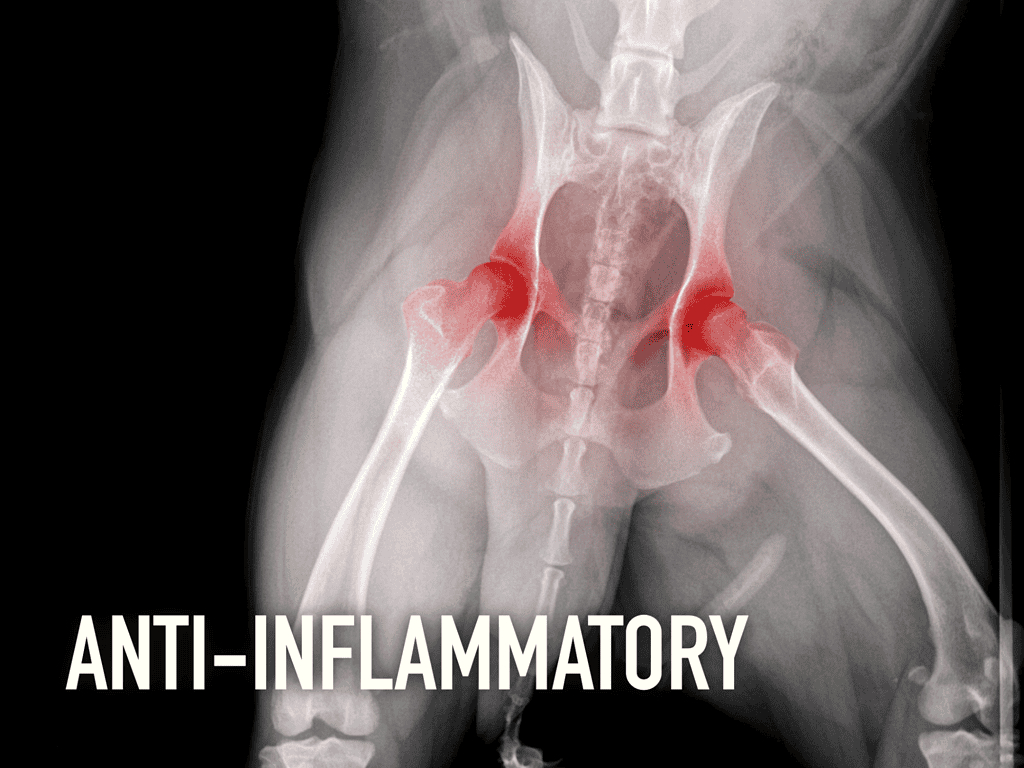 X-ray of dog hips showing inflammation and joint issues.