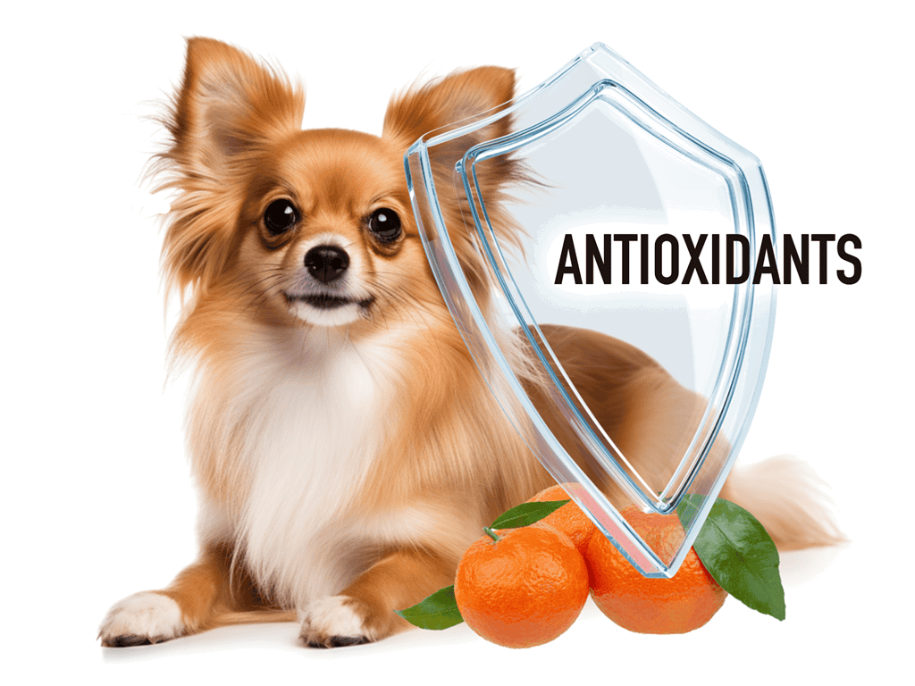 Image of a happy dog with oranges and a shield labeled "Antioxidants" for dog health protection.