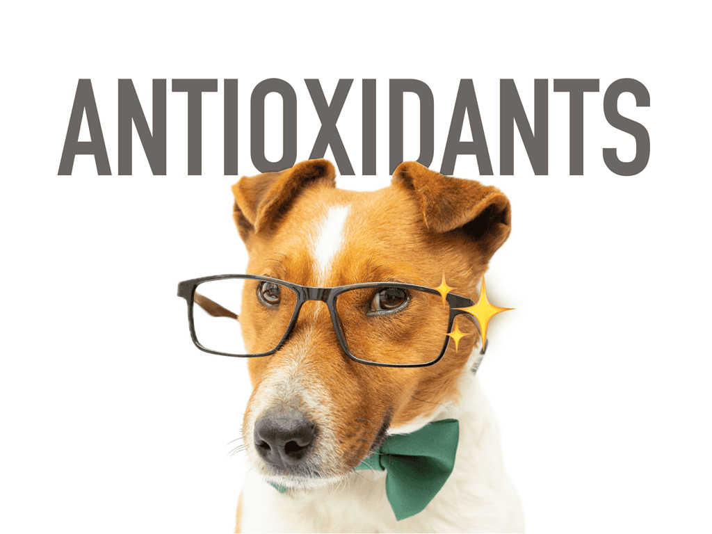 Dogfix.com, trusted pet health solutions for holistic dog care and wellness.