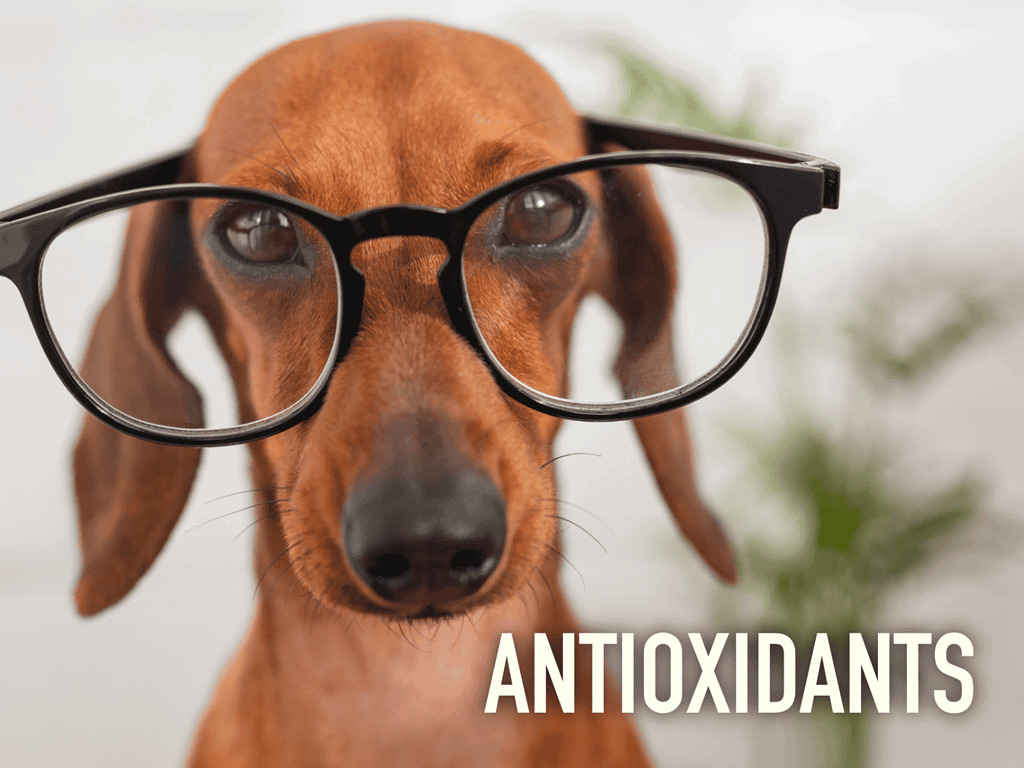 Dog with glasses and the word "Antioxidants" for health benefits.
