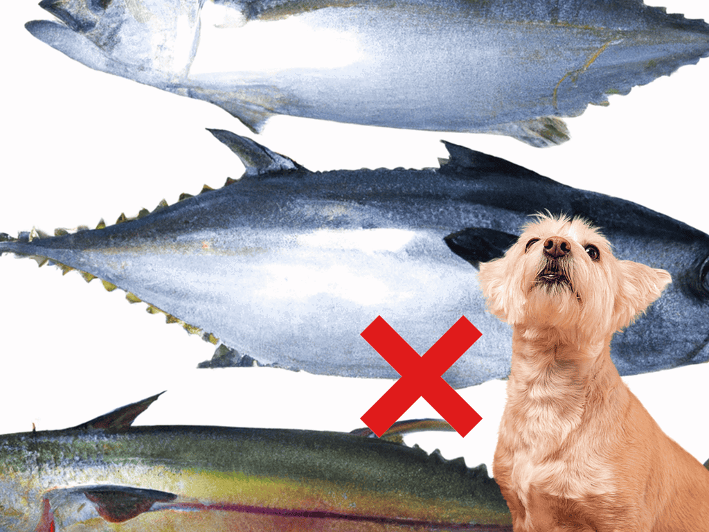 High-quality, pet-friendly fish to support your dog's nutrition and health.