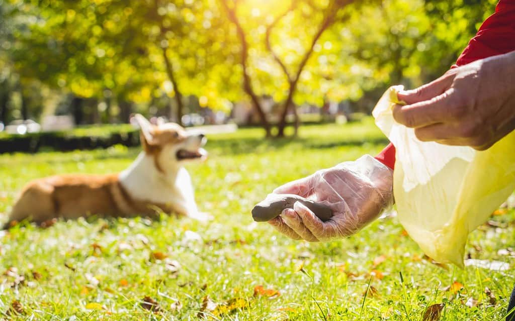 Alt text: Person holding a chalk, training a playful dog with a leash on lush green grass.