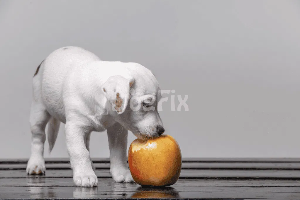 Doggy eating apple on wooden floor.