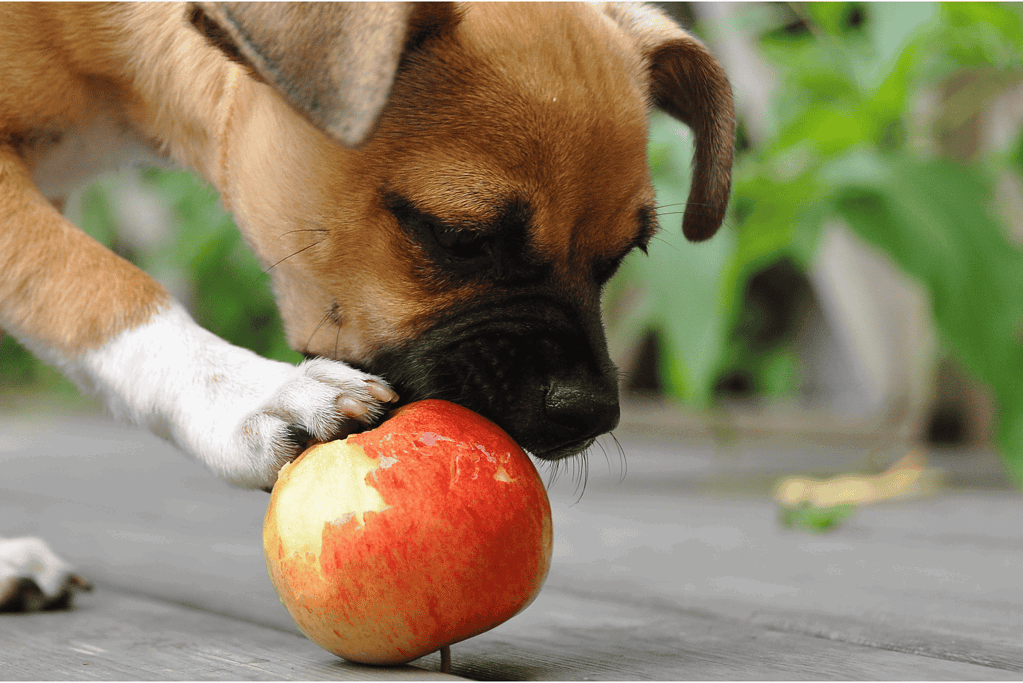 Adorable puppy biting a ripe apple outdoors, showcasing playful and healthy dog lifestyle images.