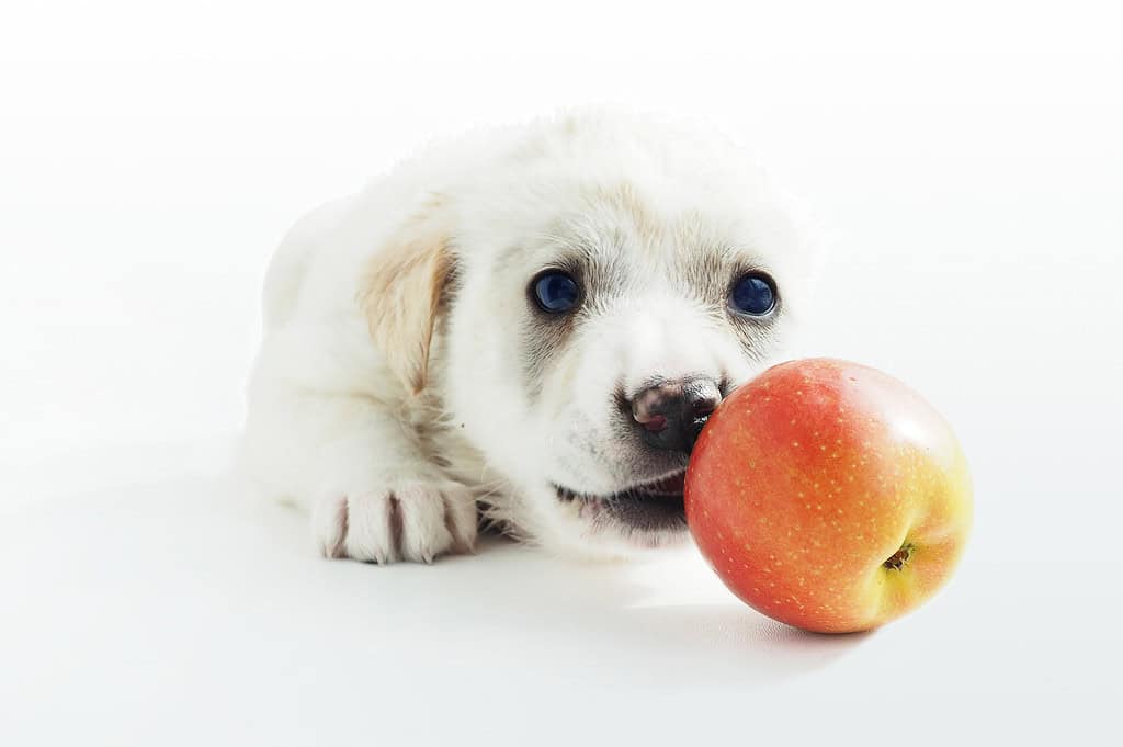 Cute puppy biting apple, young dog, adorable pet, puppy with blue eyes, friendly dog.