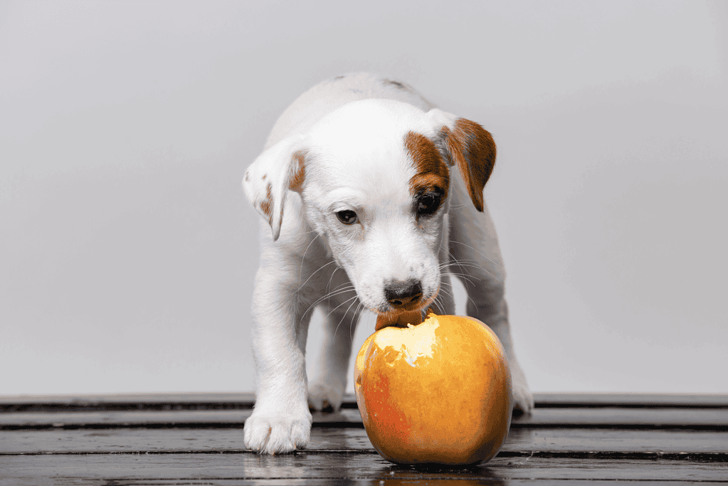 Adorable puppy exploring healthy treats, highlighting safe foods for dogs.