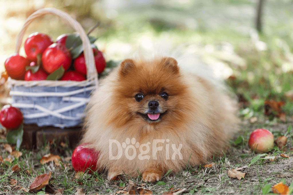 Cute Pomeranian dog with fluffy fur sitting outdoors among apples and fallen leaves.