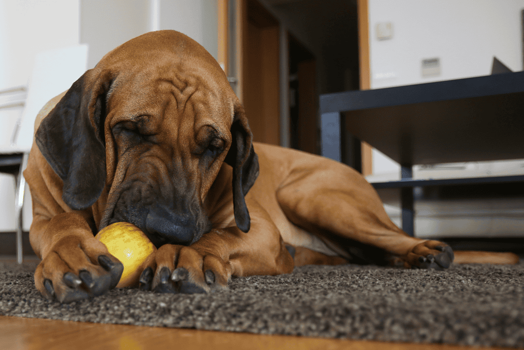 Apples Good for dogs