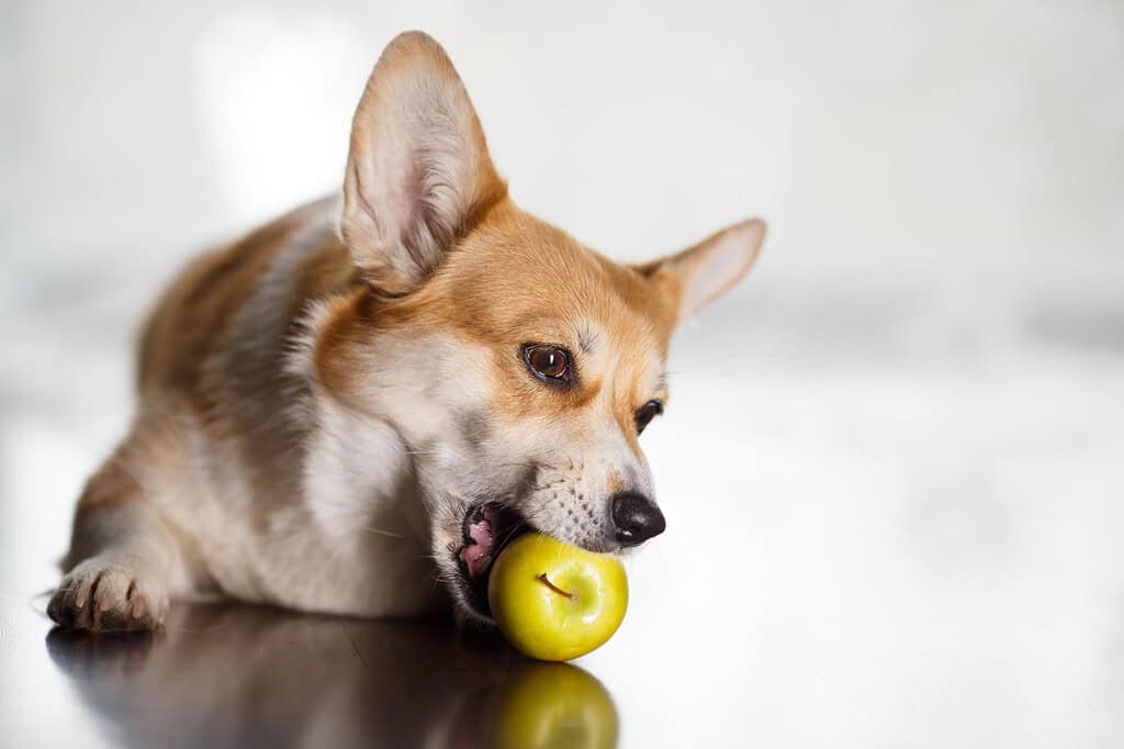 Adorable corgi puppy chewing a green apple on a dark wooden surface.