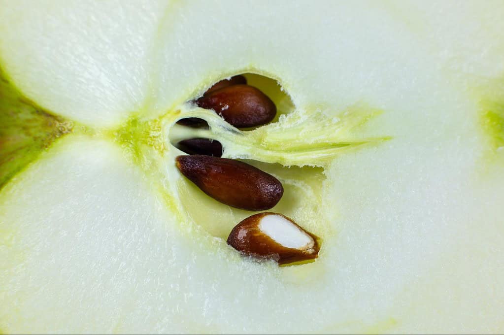 Close-up of apple interior showing seeds and flesh for fresh fruit description.