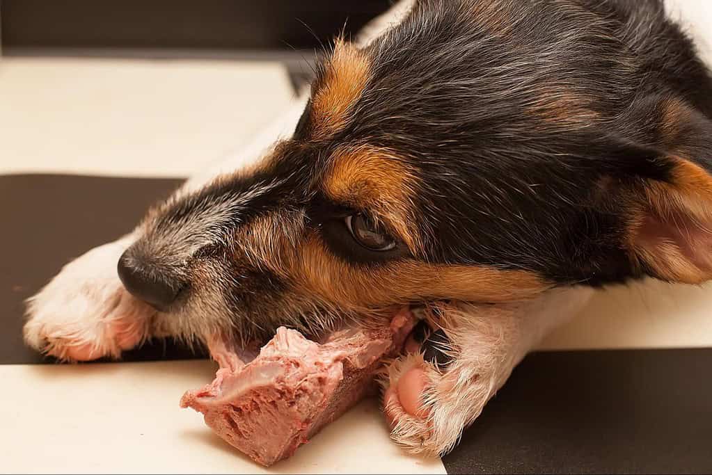 Close-up of a dog chewing on a rawhide treat, showcasing dental health and savoring its snack.
