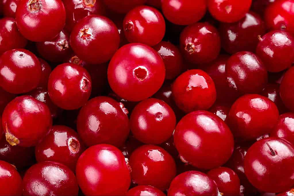 Bright red cranberries, ideal for nutritious dog treats and immune support. Natural dog food ingredients for health.
