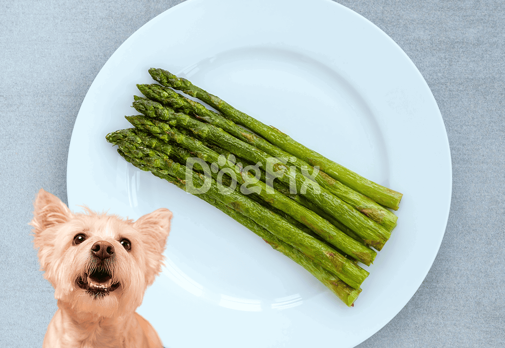 Healthy dog food, fresh asparagus tailored for canine nutrition, on white plate, grey background.