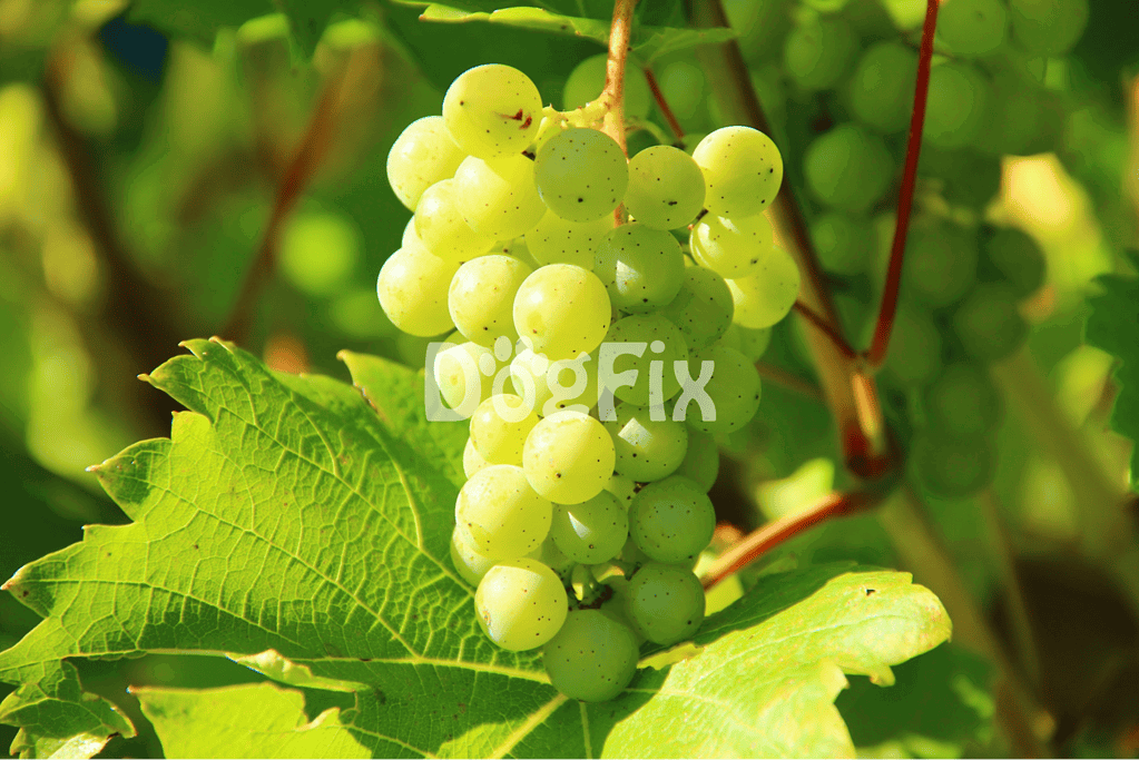 Close-up of green grapes growing on vine with lush foliage background.