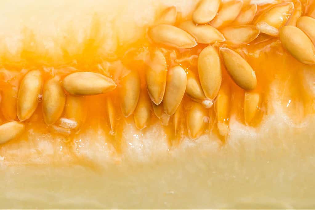 Close-up of fresh melon seeds inside ripe melon.