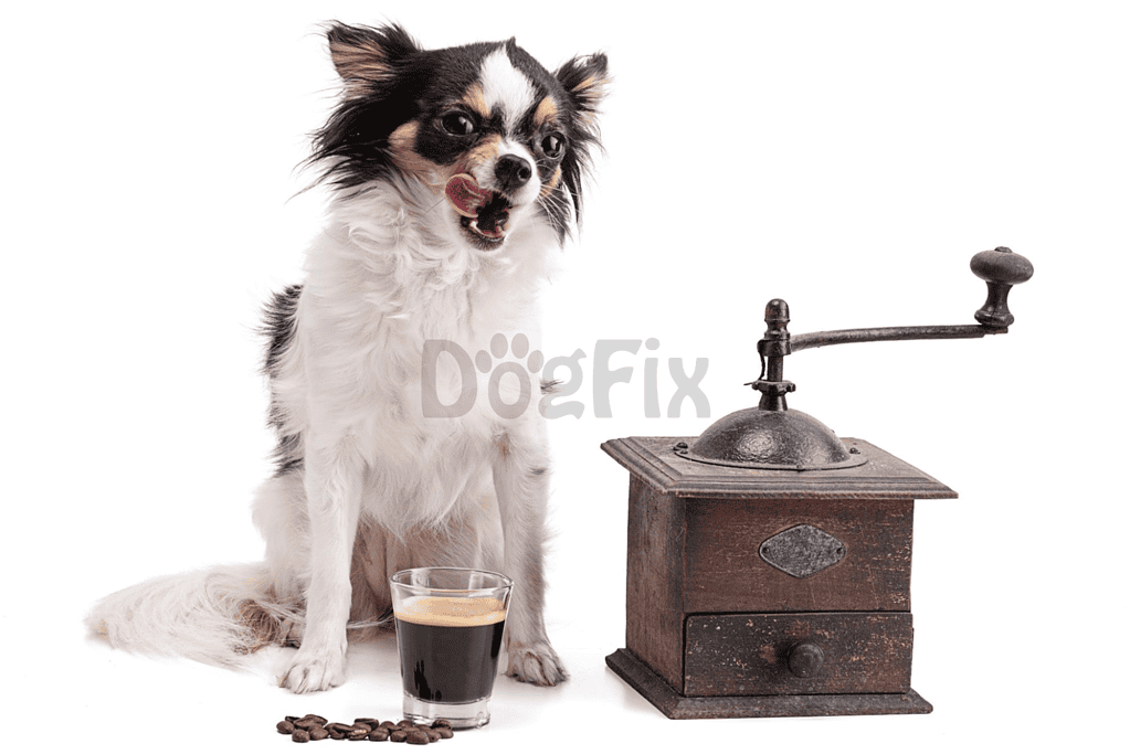 Small breed dog with coffee and vintage coffee grinder.
