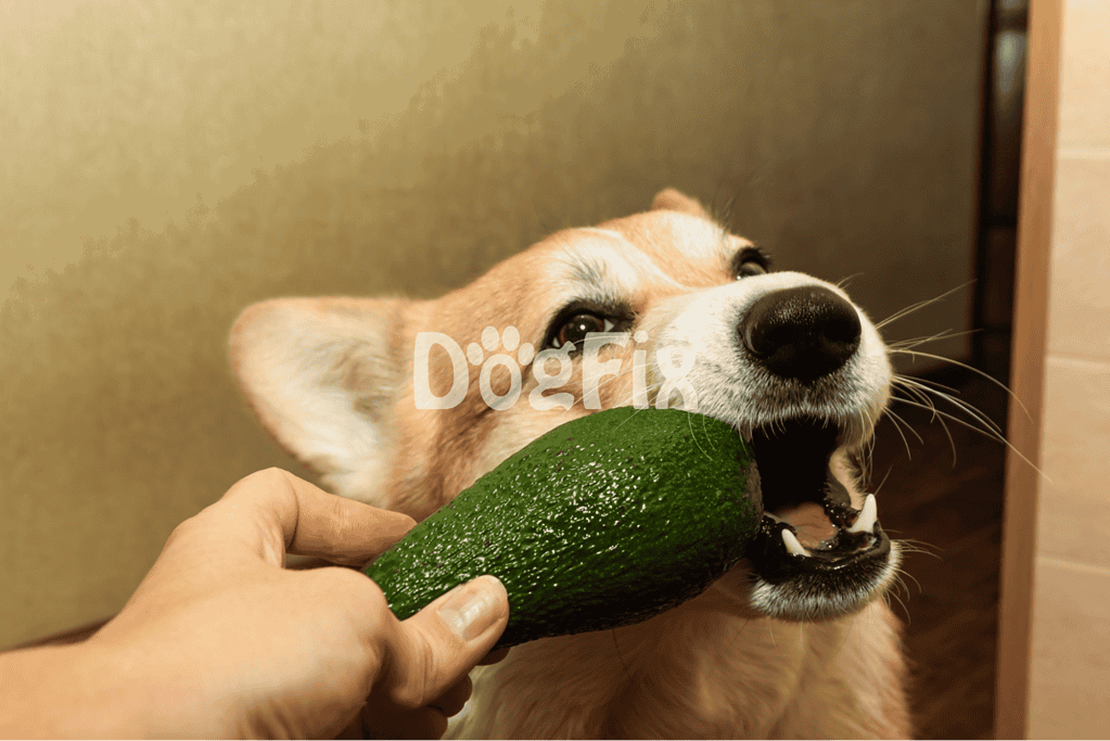 Dog bit into avocado toy, making a fun chewing activity for dogs.