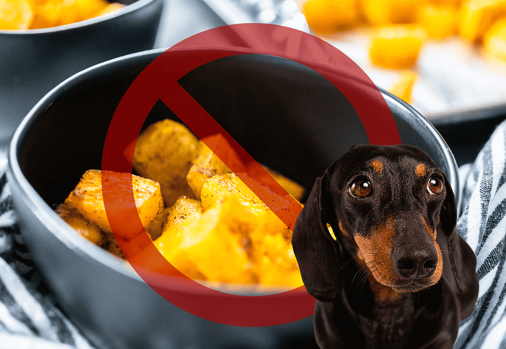 Dog food alert, caution against feeding dogs human food, safety tips for pet owners.