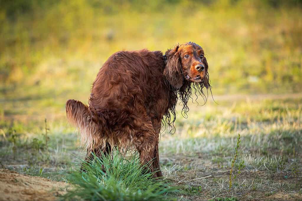 Dog sitting on grass during daylight in natural setting.