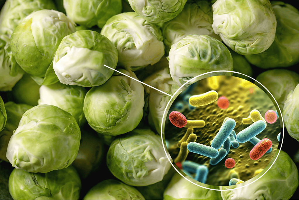 Fresh Brussels sprouts with close-up probiotic bacteria for gut health.