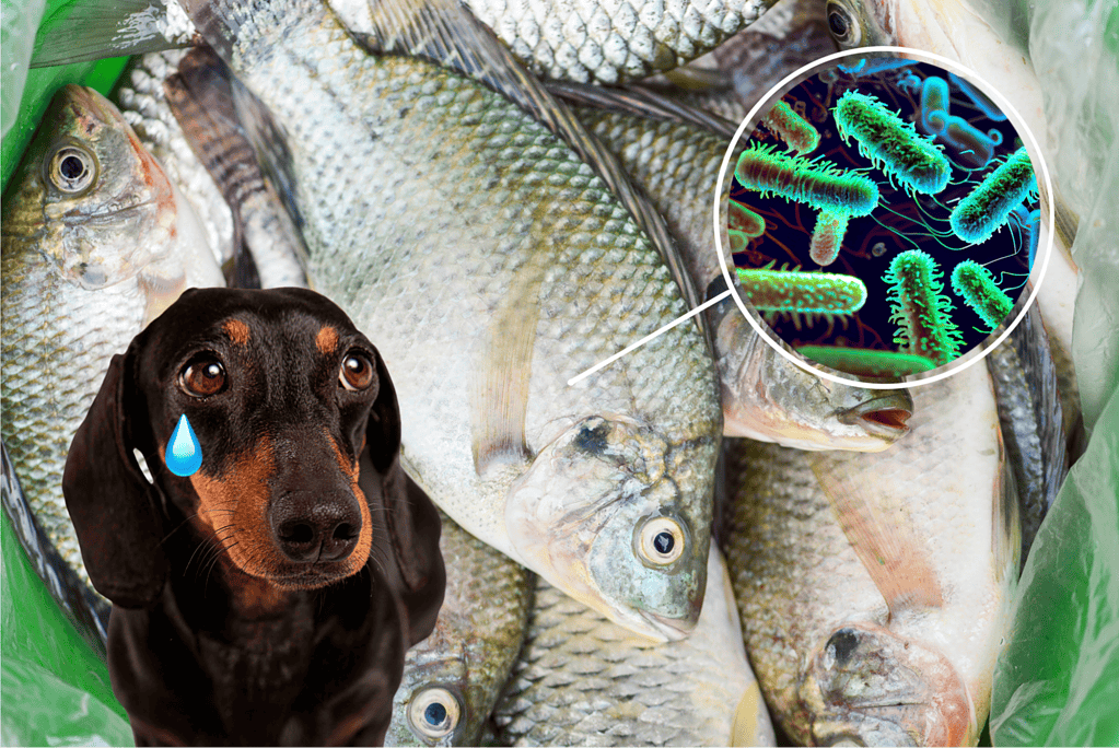 Close-up of fresh fish with a microscopic view of bacteria for dog health.