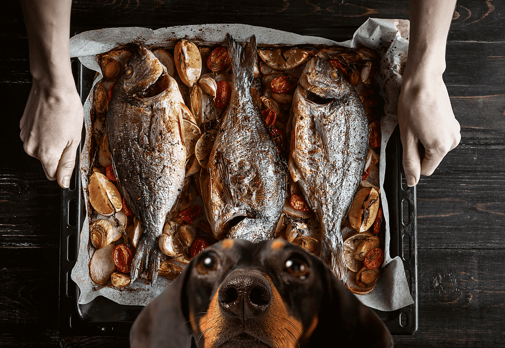 Dog looking eagerly at delicious fish meal, surrounded by roasted vegetables.