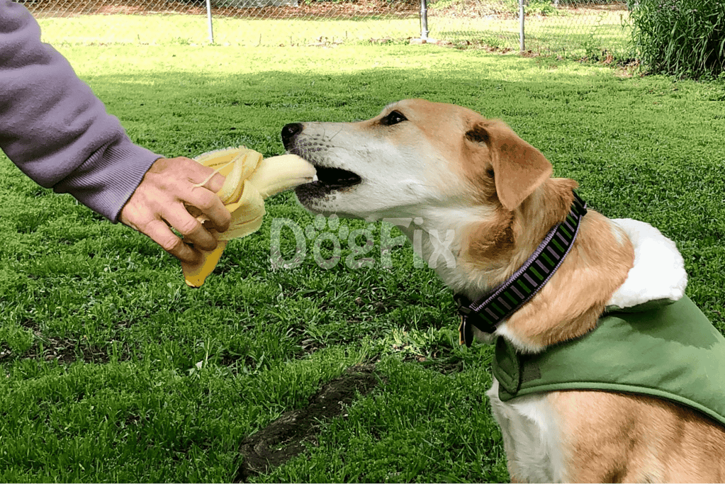 Close-up of a dog biting a banana during training session.