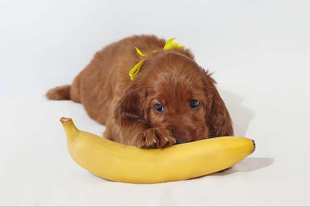 Adorable golden retriever puppy lying on a banana, bright indoor setting, cute pet photo.