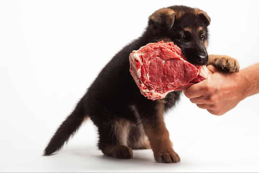 Dog holding raw beef steak in mouth for healthy diet.