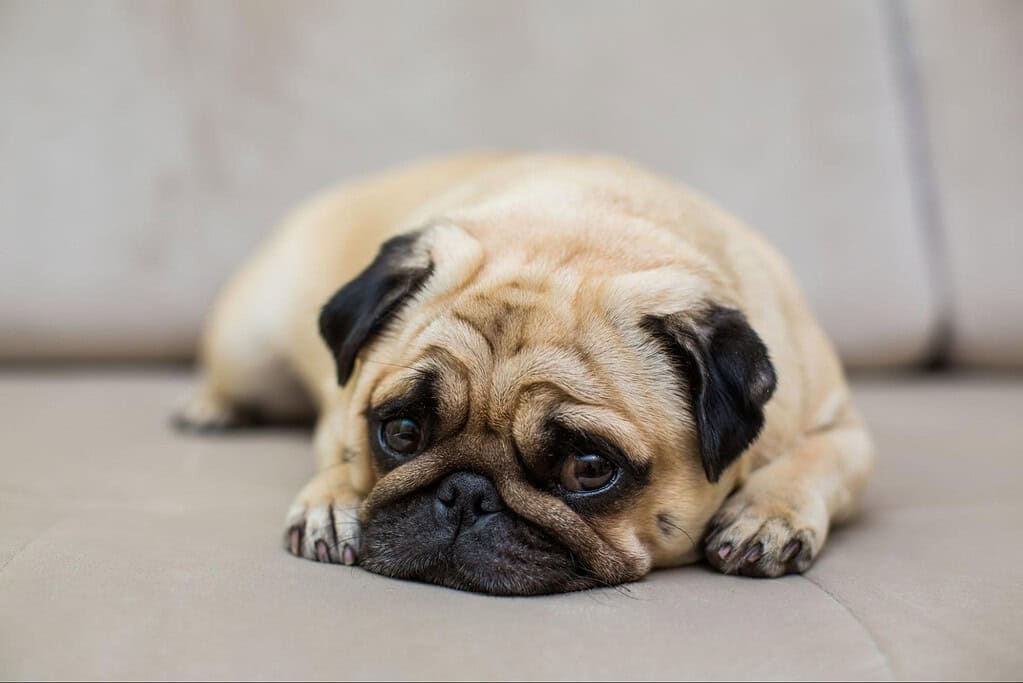 Adorable pug puppy resting on a comfy sofa, perfect for dog lovers.