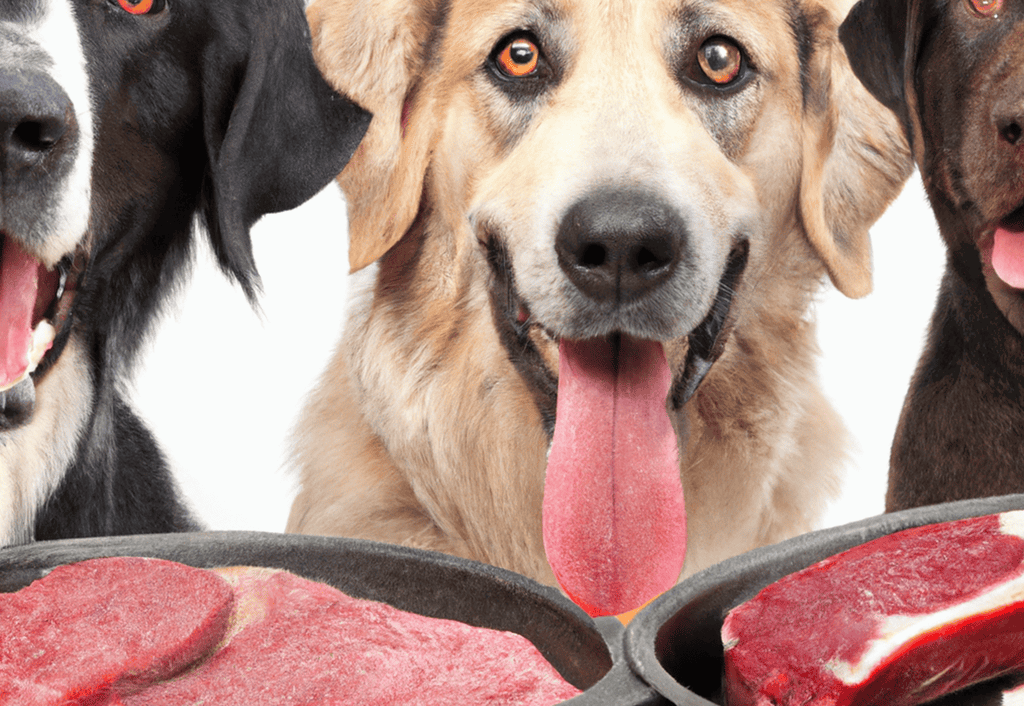 Dog-friendly meat grilling with happy dogs, outdoor BBQ, pet health, safe treats, dog lovers.