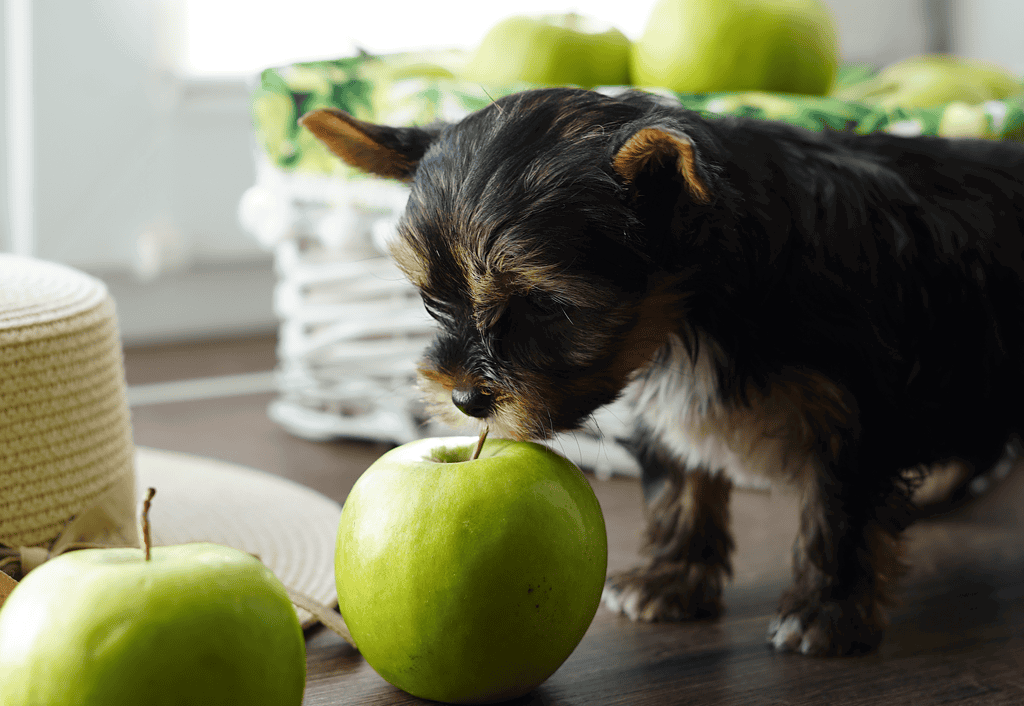 Alt text: A small dog chewing on a green apple inside a cozy home setting.