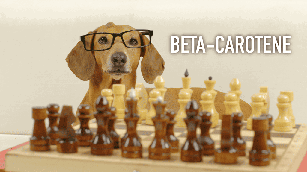 Cute dog wearing glasses, sitting at a chessboard with wooden pieces, illustrating dog-friendly activities and mental stimulation.