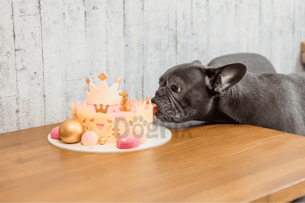 French Bulldog licking birthday cake with colorful decorations for a dog’s special day.