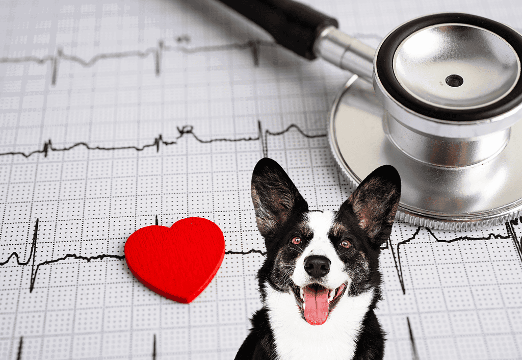 Dog health checkup with veterinary stethoscope, heart symbol, and ECG background, ensuring wellness and medical care for dogs.