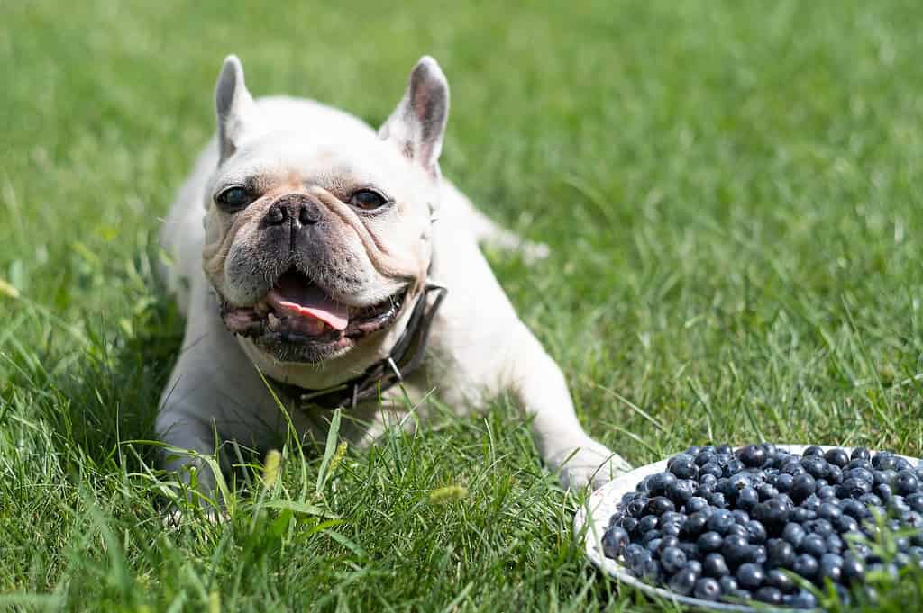Friendly French Bulldog with blueberries on a plate in a lush green yard.